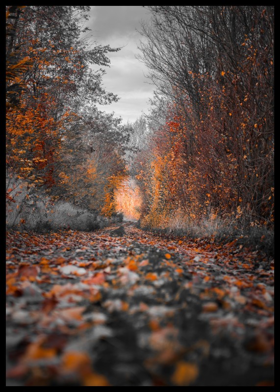 PLAKAT S MOTIVEM NELORA