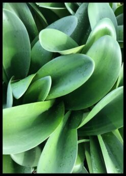 kryt s motivem nephara