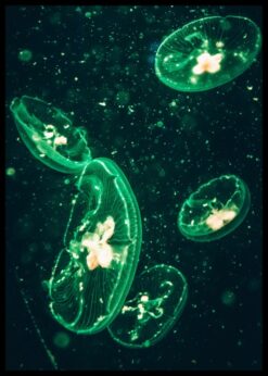 plakat s motivem Caleanor