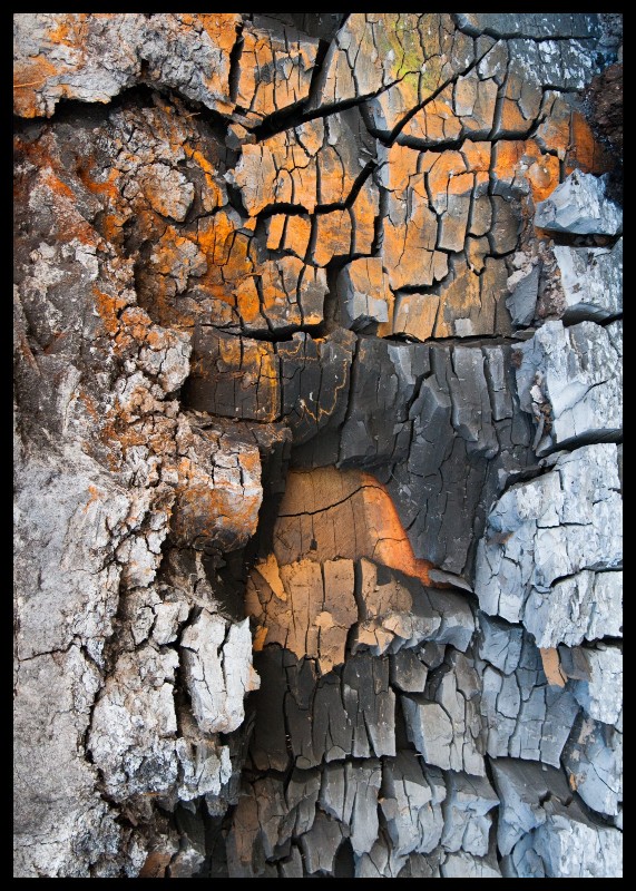 plakat s motivem aellyris