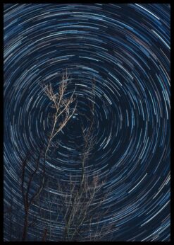 plakat s motivem amarylis