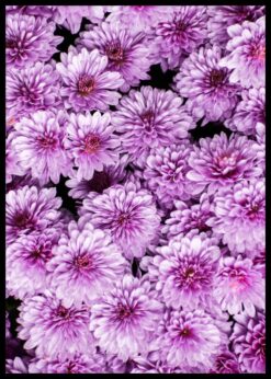 plakat s motivem celynore