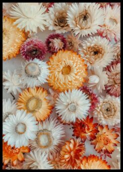 plakat s motivem soloah