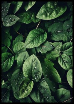 plakat s motivem typhie