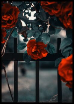 plakat s motivem uvielle