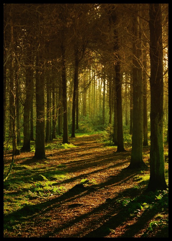 plakat s motivem velylis