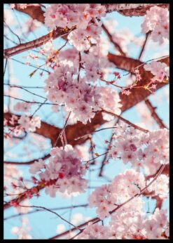 plakat s motivem xyniphis