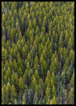 plakat s motivem Hellevis