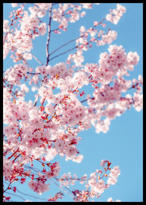 plakat s motivem Laero